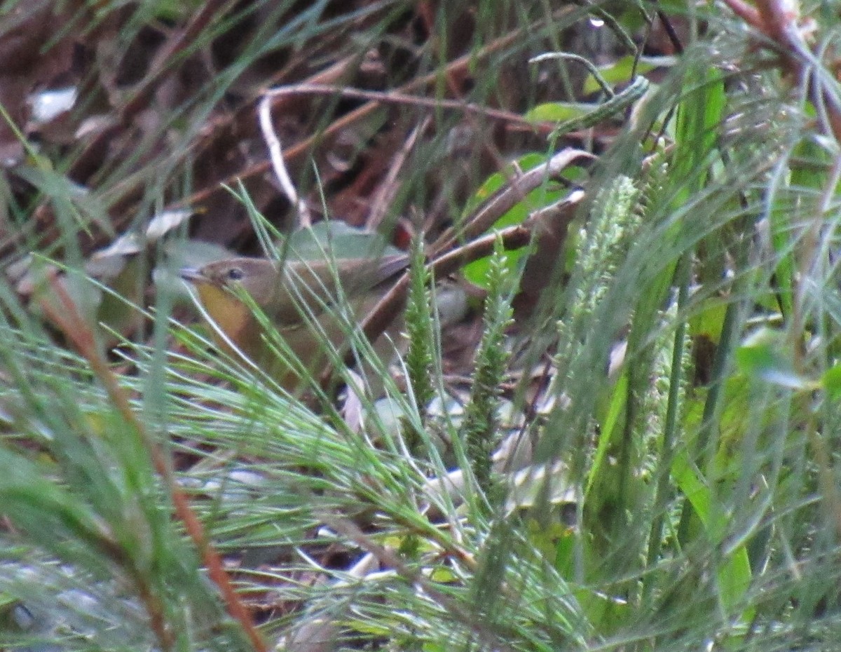 Paruline masquée - ML115679361