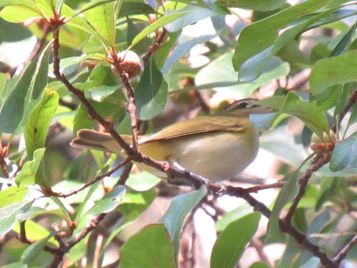 Red-eyed Vireo - Erinn Szarek