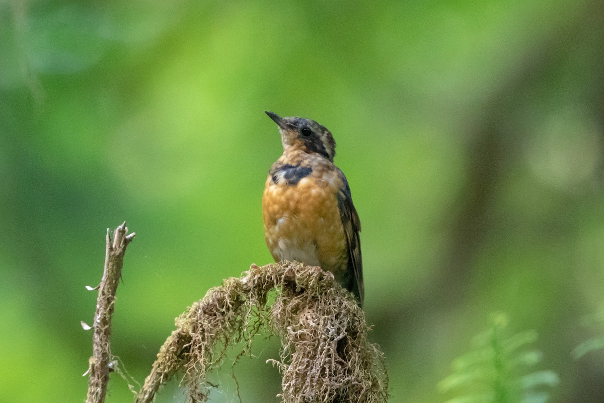 Varied Thrush - ML115679521