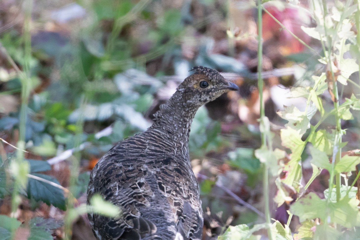 Sooty Grouse - ML115679571