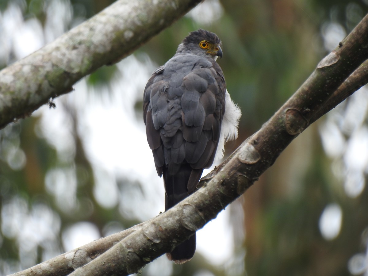 Bicolored Hawk - John and Milena Beer