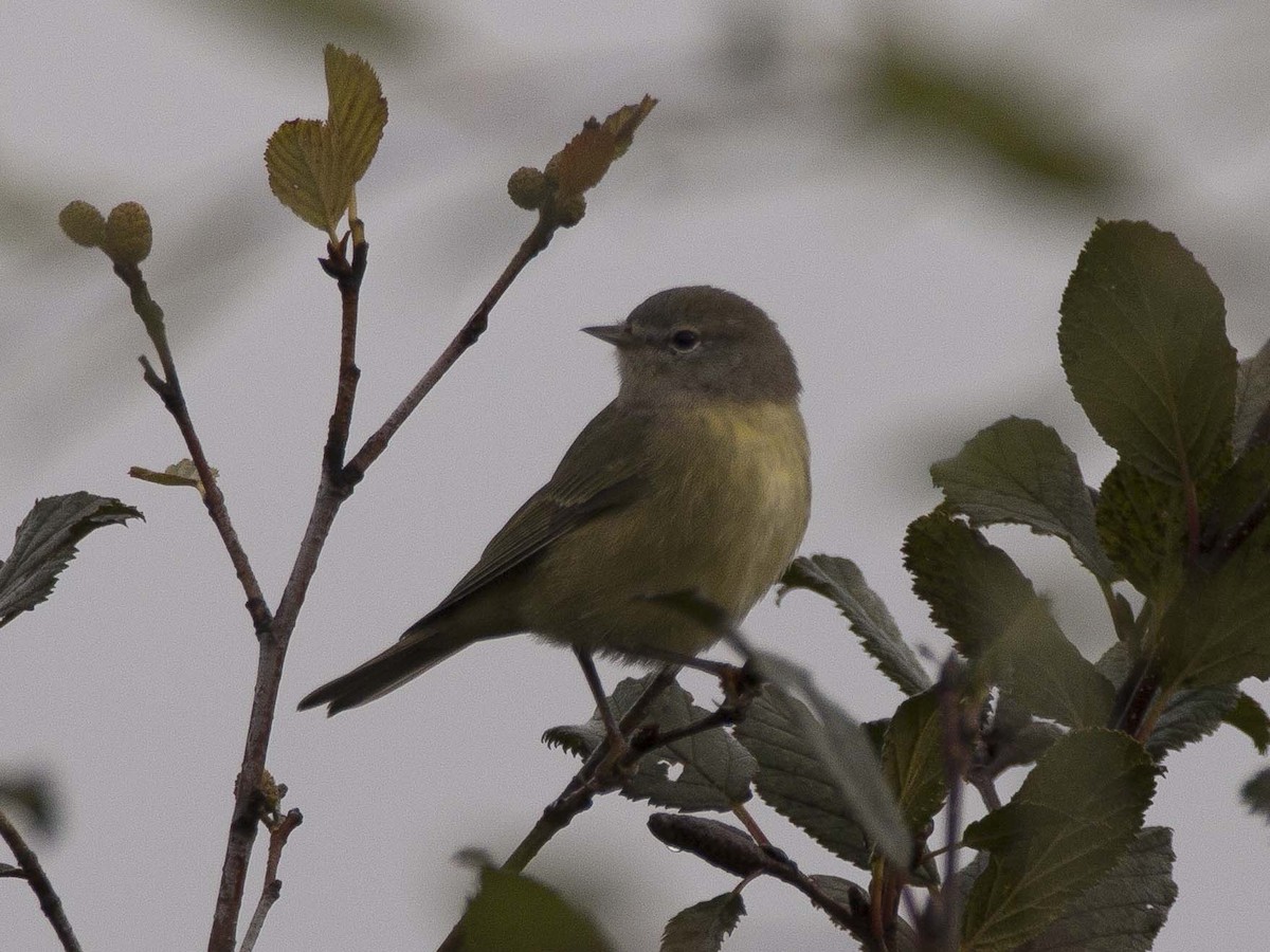 Orange-crowned Warbler - ML115683021