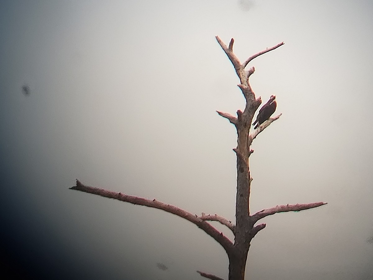 Osprey - ML115683781