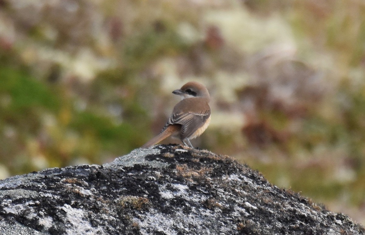 Brown Shrike - ML115683851