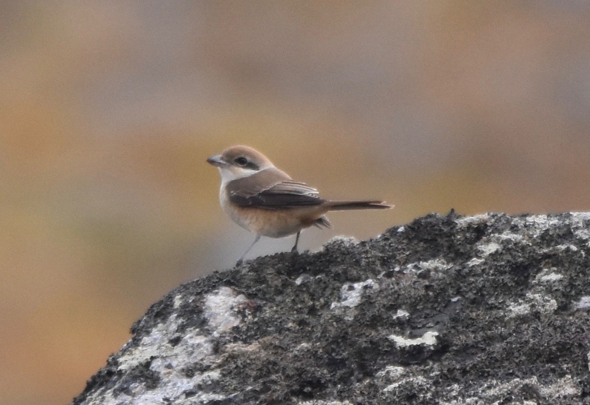 Brown Shrike - ML115683951