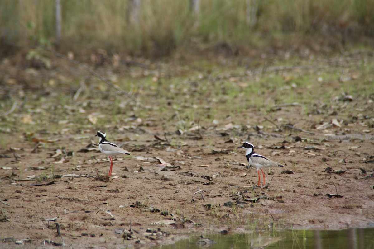 Pied Plover - Leo Damrow