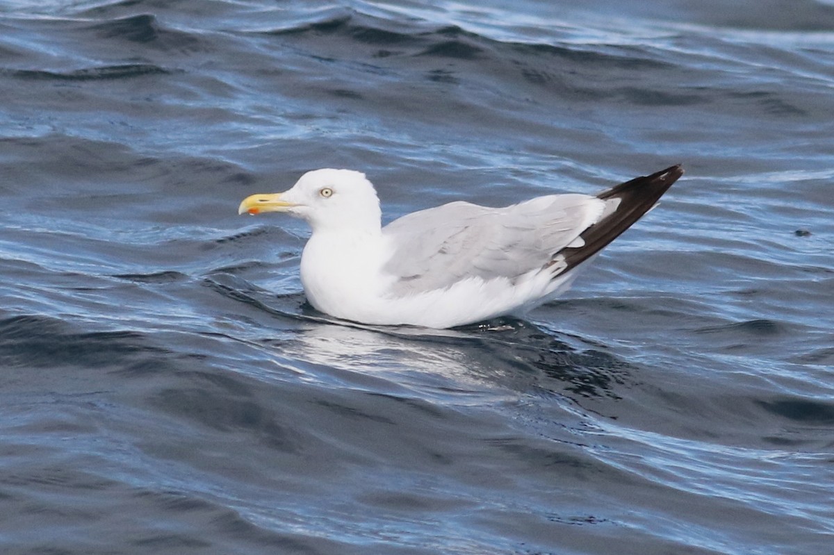 Herring Gull - ML115686921