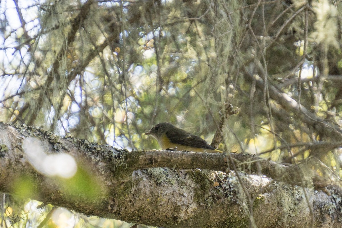 American Redstart - ML115690571