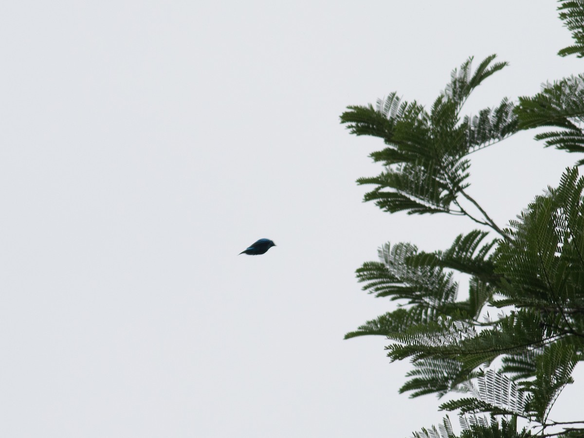 Blue Cotinga - ML115691641