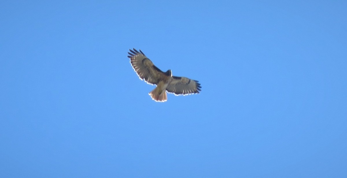 Red-tailed Hawk - ML115692001