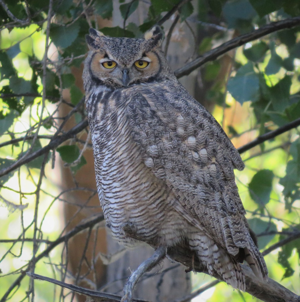 Great Horned Owl - ML115692441