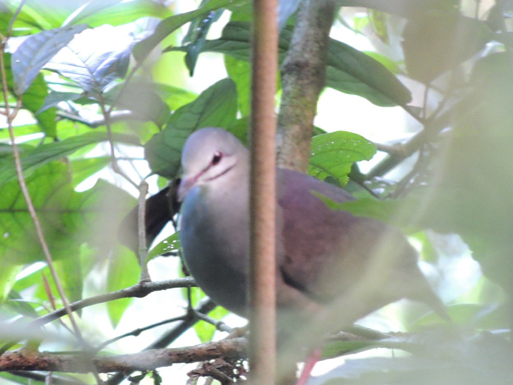 Purplish-backed Quail-Dove - Richard Garrigues