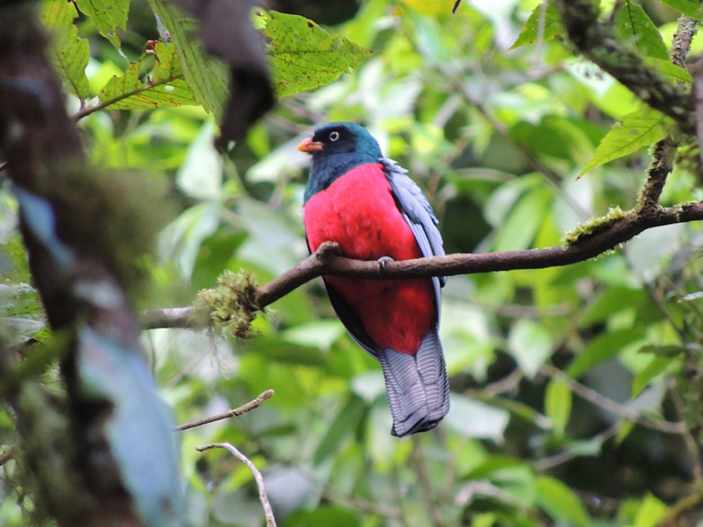 Lattice-tailed Trogon - ML115692721