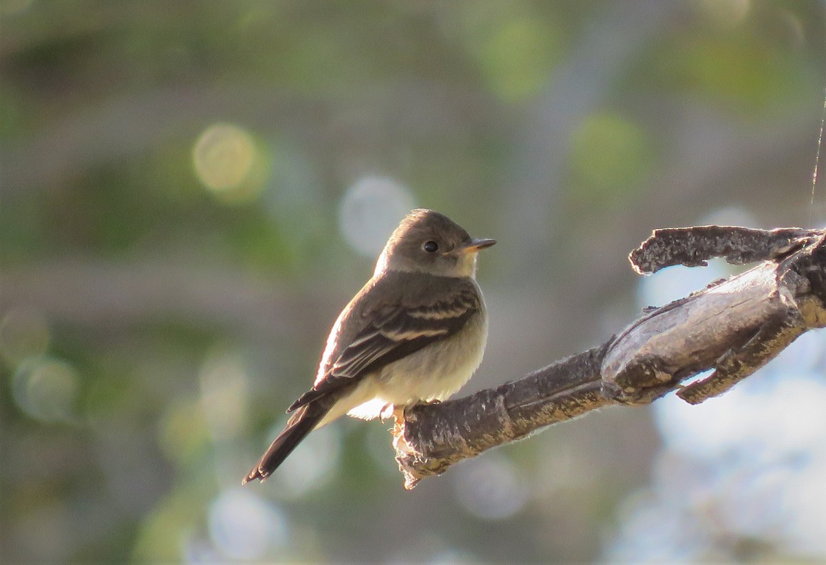 Western Wood-Pewee - ML115692731