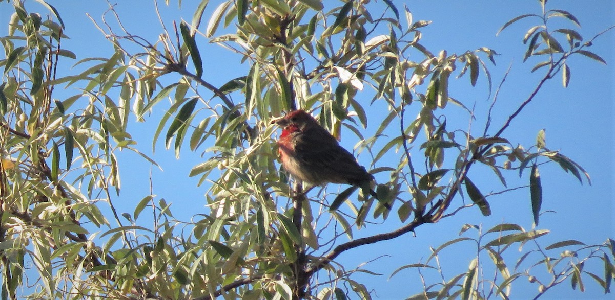 House Finch - ML115693031