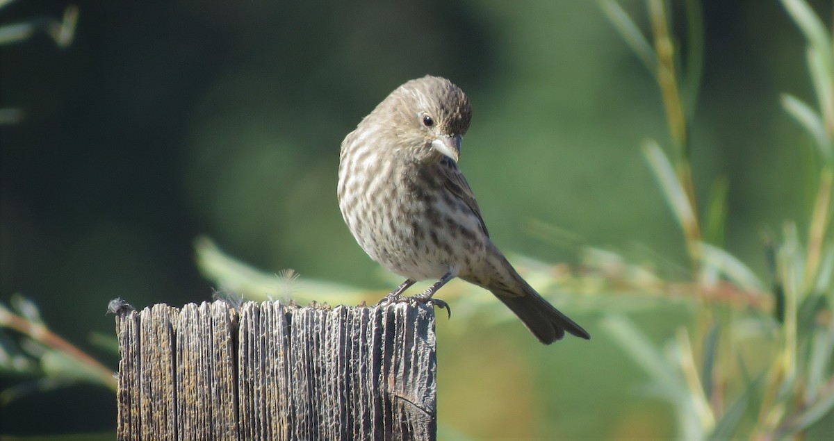 House Finch - ML115693361