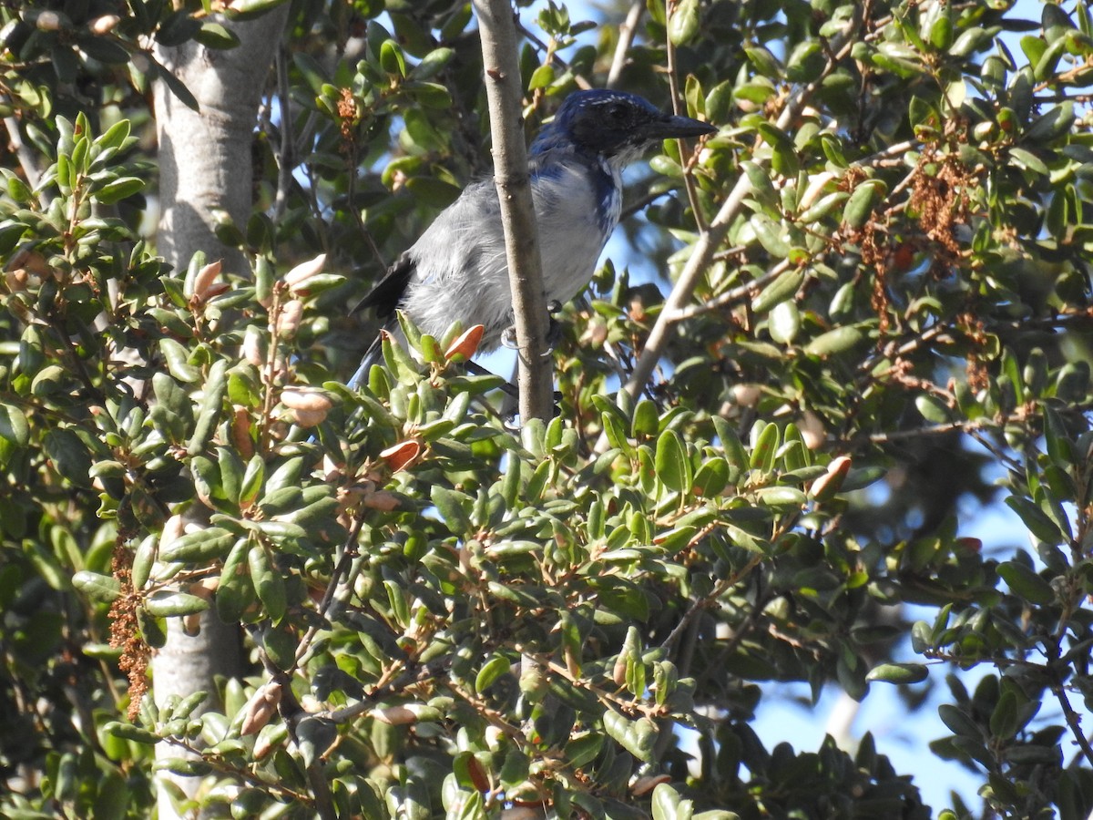 California Scrub-Jay - ML115693491