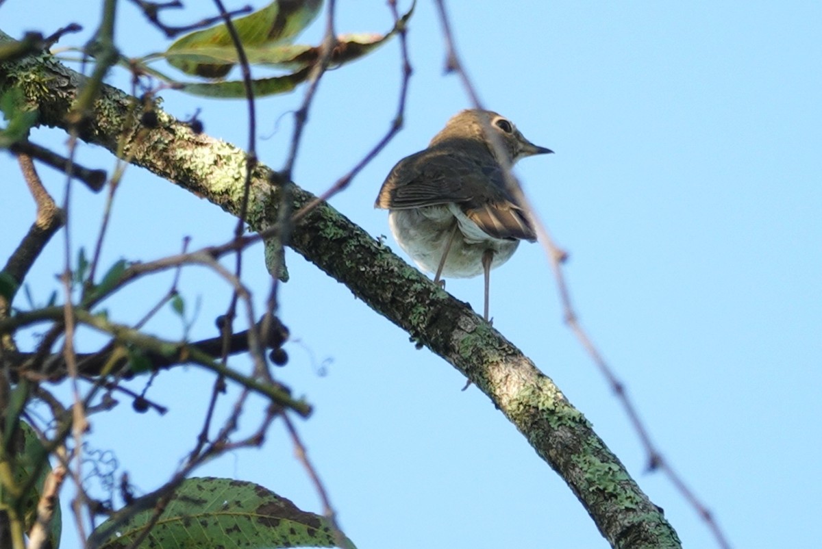 Swainson's Thrush - deborah grimes