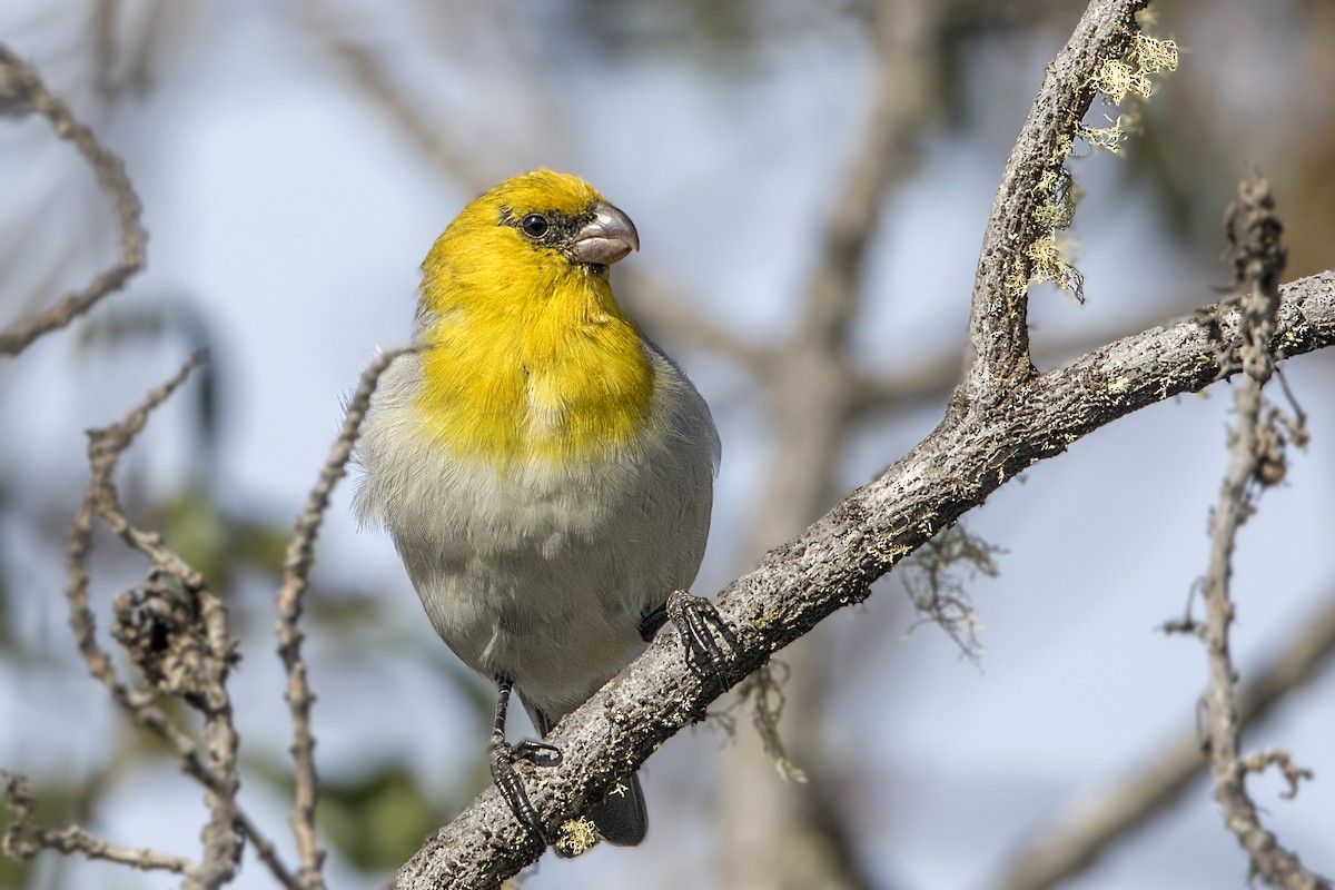 Schwarzmasken-Kleidervogel - ML115693761