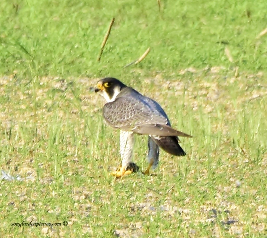 Peregrine Falcon - ML115693951