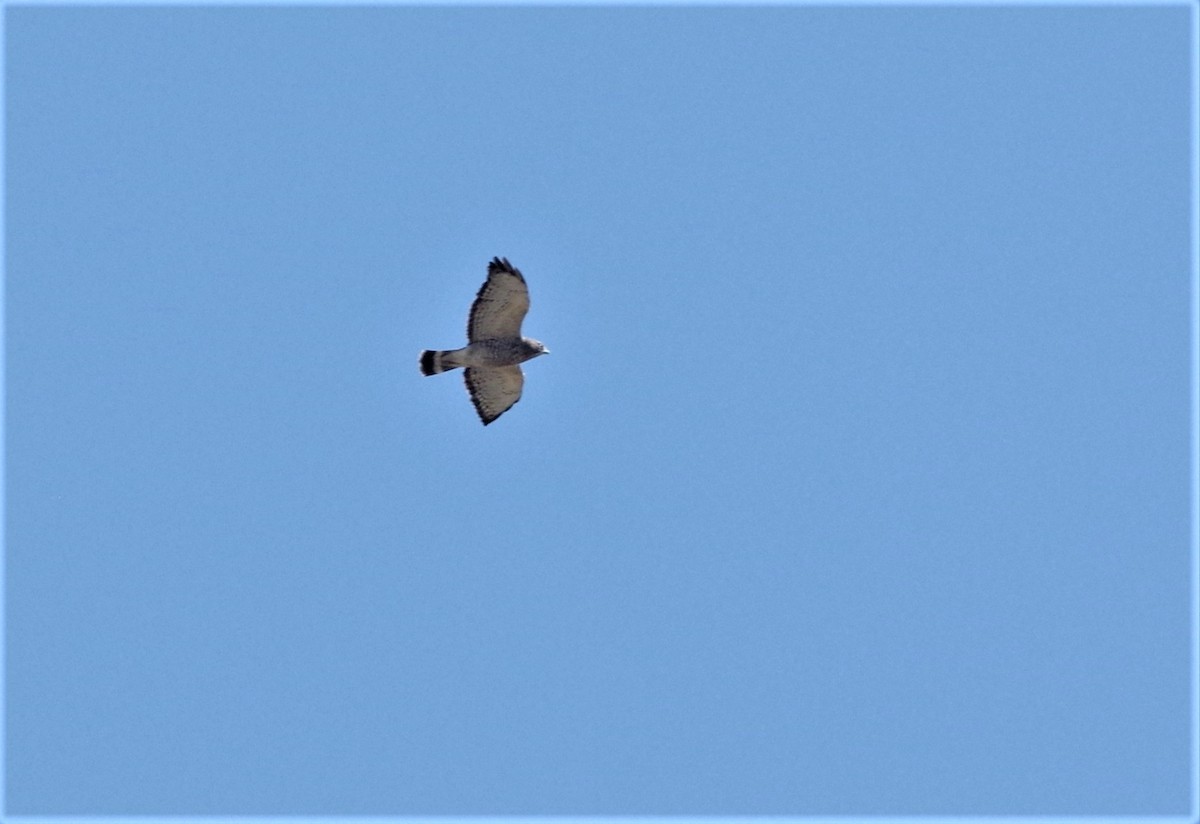 Broad-winged Hawk - ML115694141