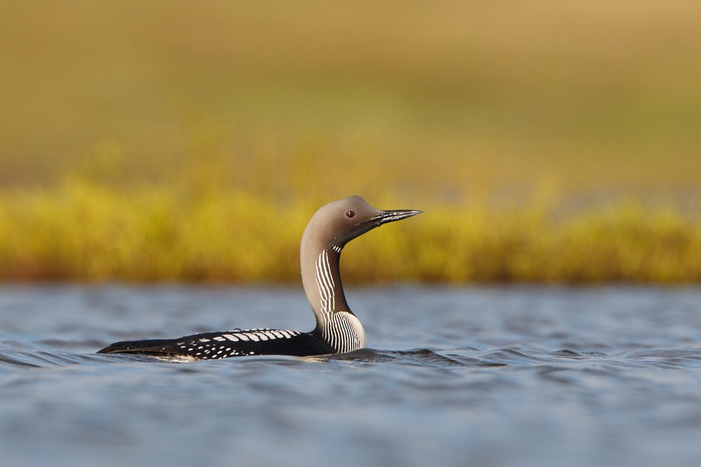 Arctic Loon - ML115694441