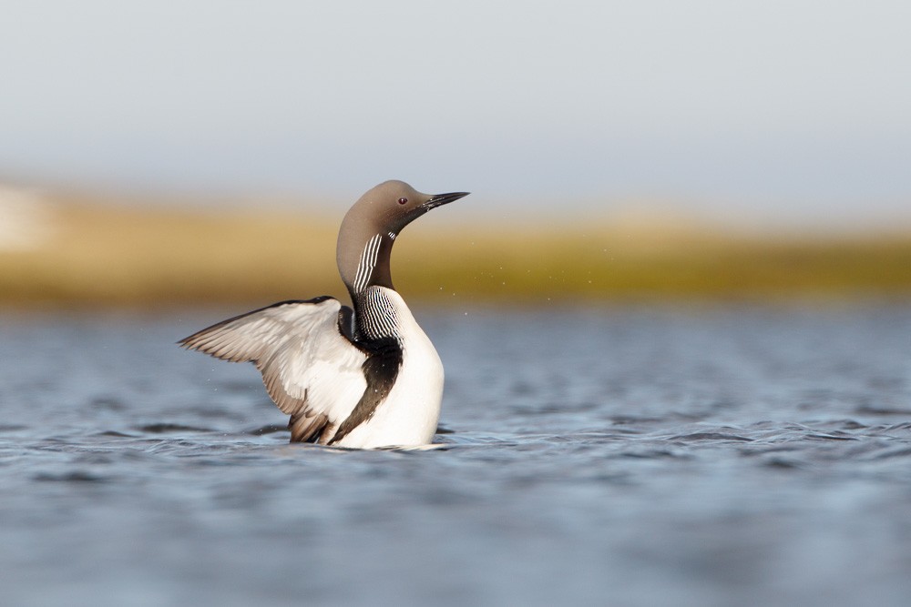 Strolaga mezzana - ML115694451