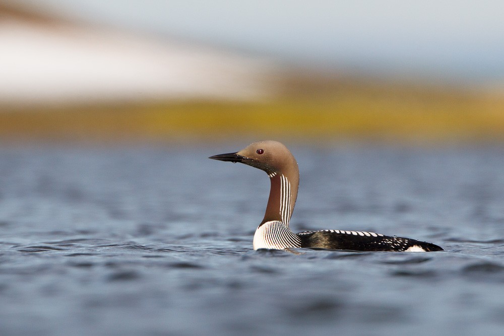 Strolaga mezzana - ML115694461