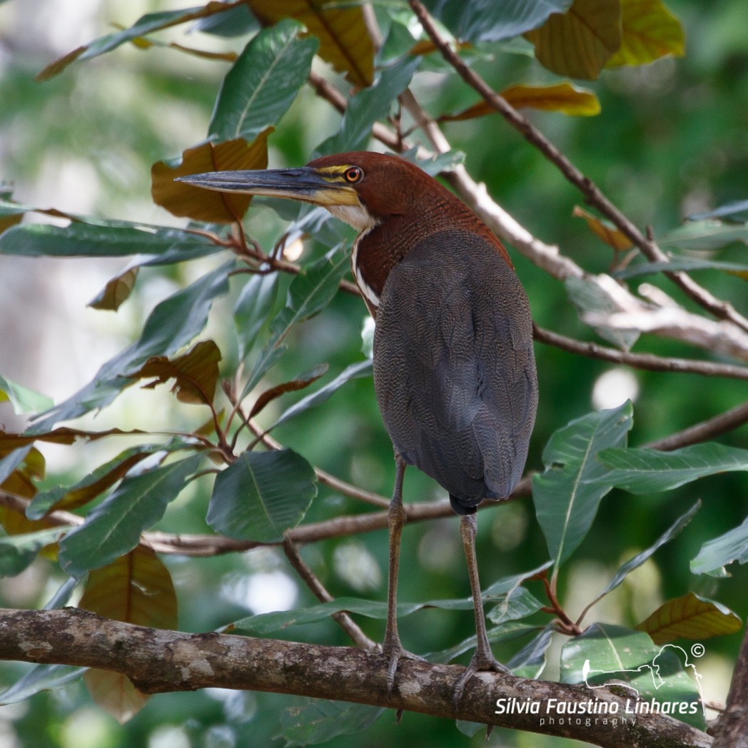 Rufescent Tiger-Heron - ML115694761