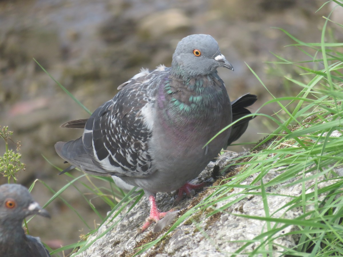 Rock Pigeon (Feral Pigeon) - David Santamaría Urbano