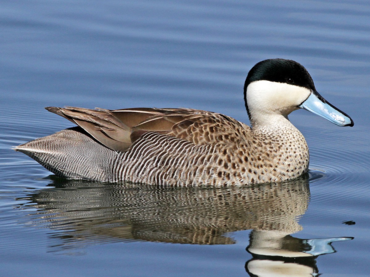 Puna Teal - eBird