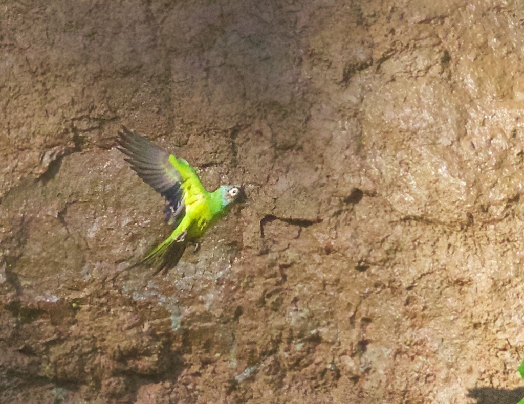 Dusky-headed Parakeet - ML115696611