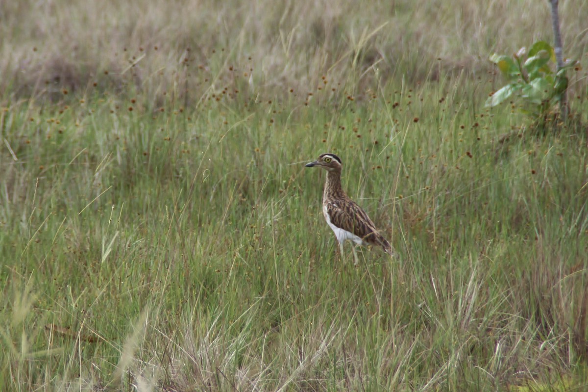 Double-striped Thick-knee - ML115698591