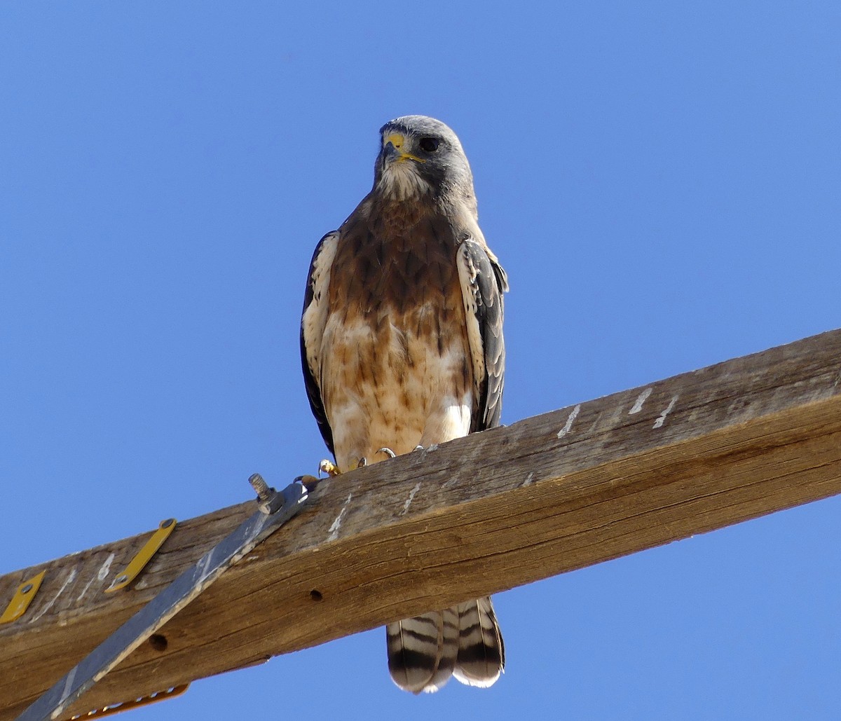 Swainson's Hawk - ML115701051