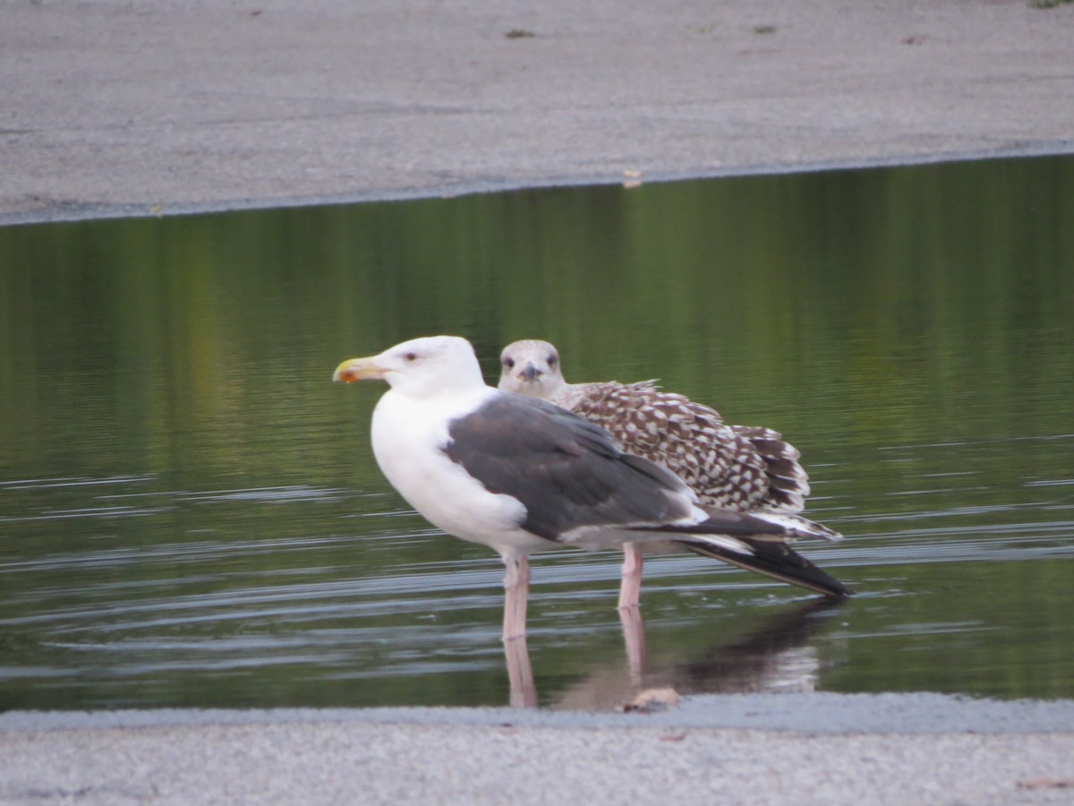 Great Black-backed Gull - Tom Preston