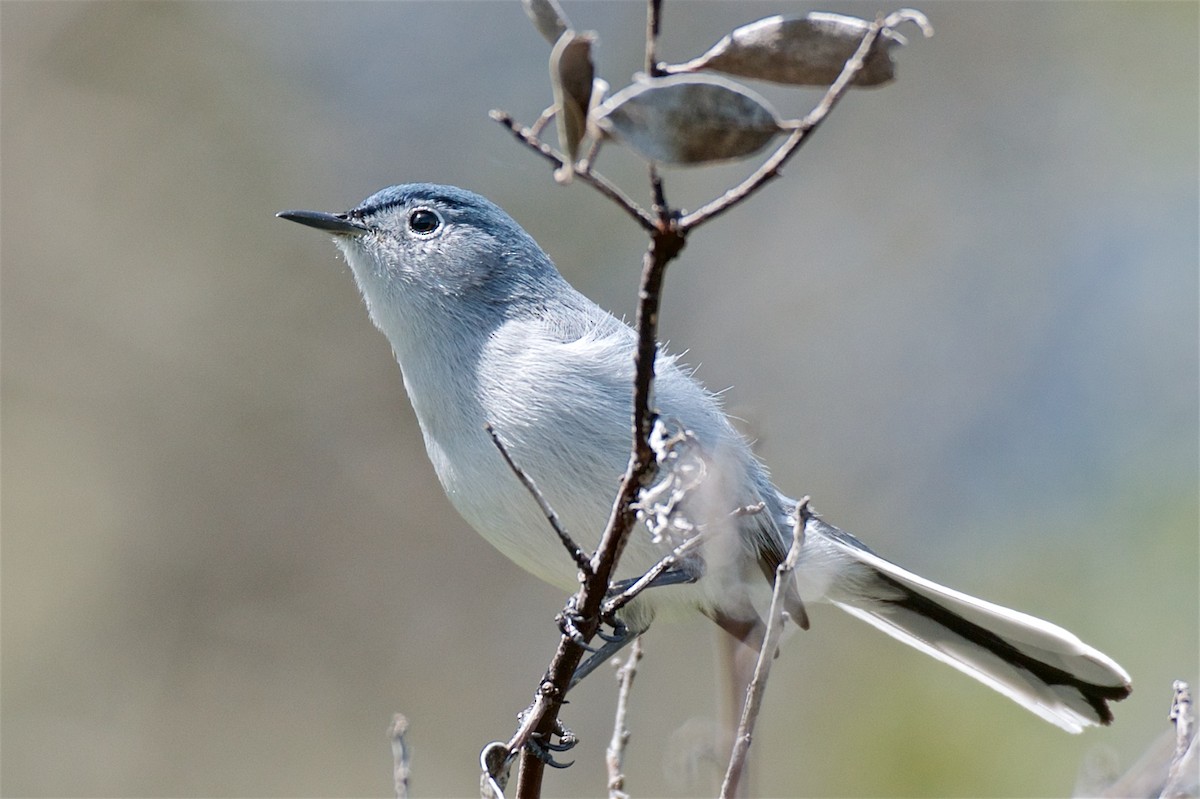 Blue-gray Gnatcatcher - George Gibbs