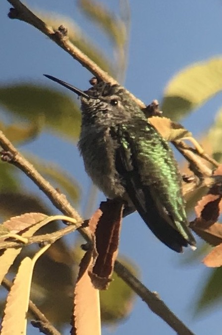 Anna's Hummingbird - Cheryl Huizinga