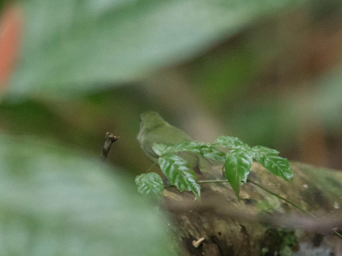 White-bibbed Manakin - matthew sabatine