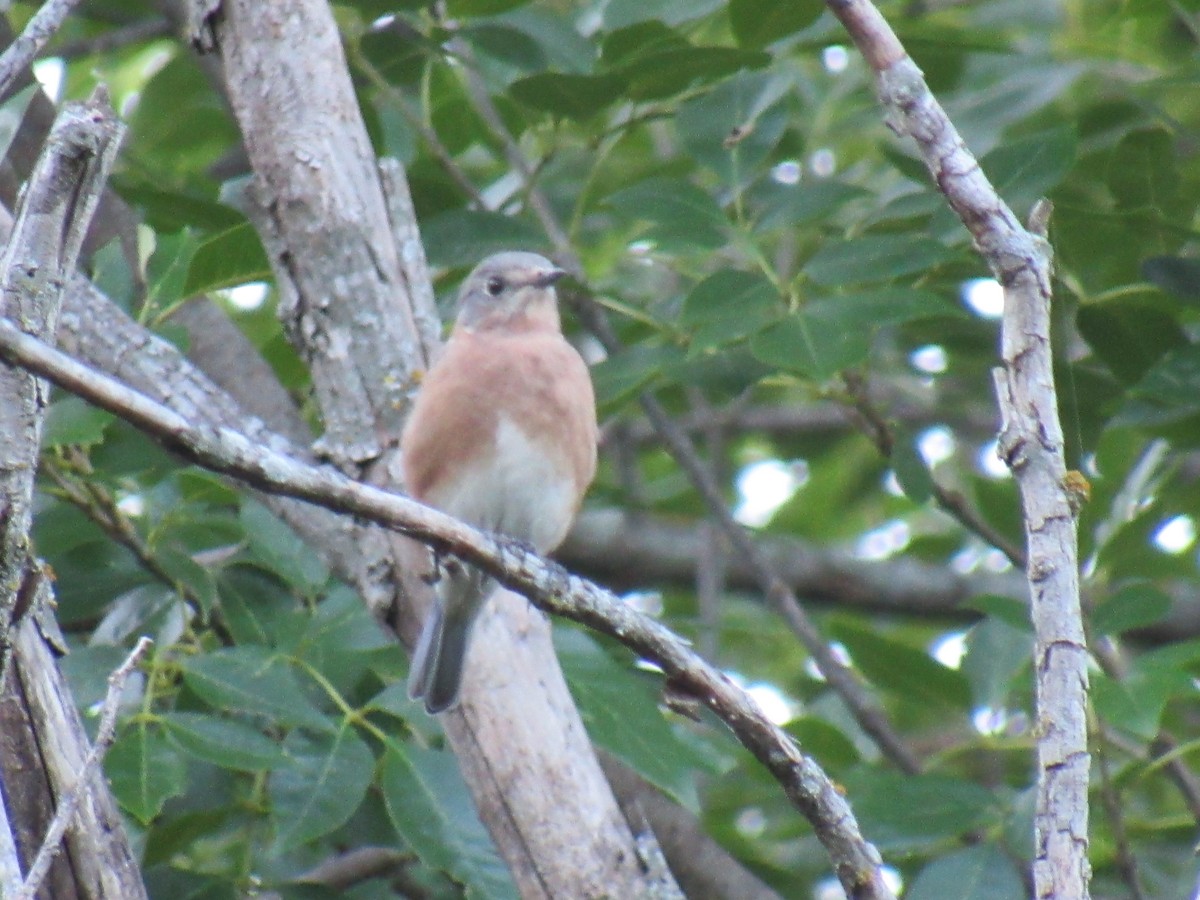 Eastern Bluebird - ML115704051