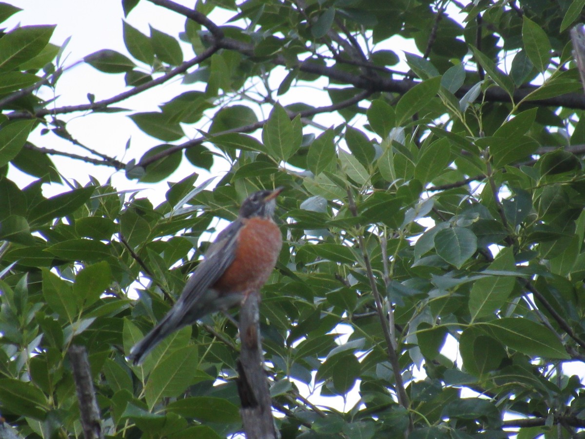 American Robin - ML115704301