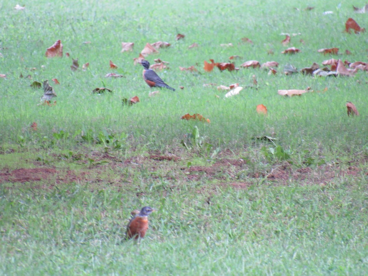 American Robin - ML115704321
