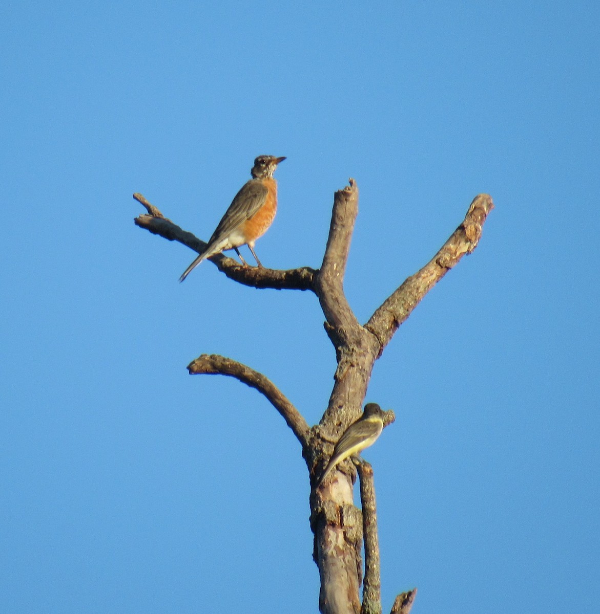 American Robin - ML115704441