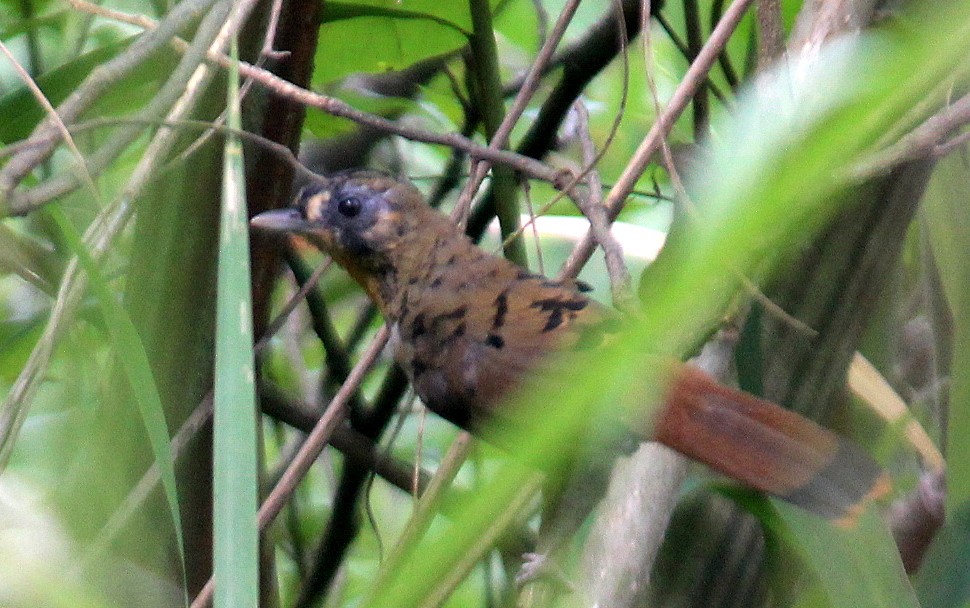 Rufous-chinned Laughingthrush - ML115705441
