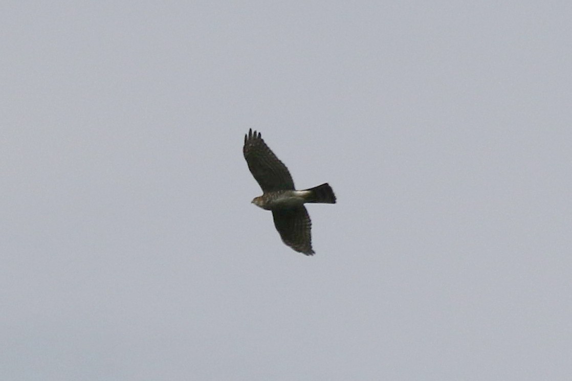 Japanese Sparrowhawk - ML115707121