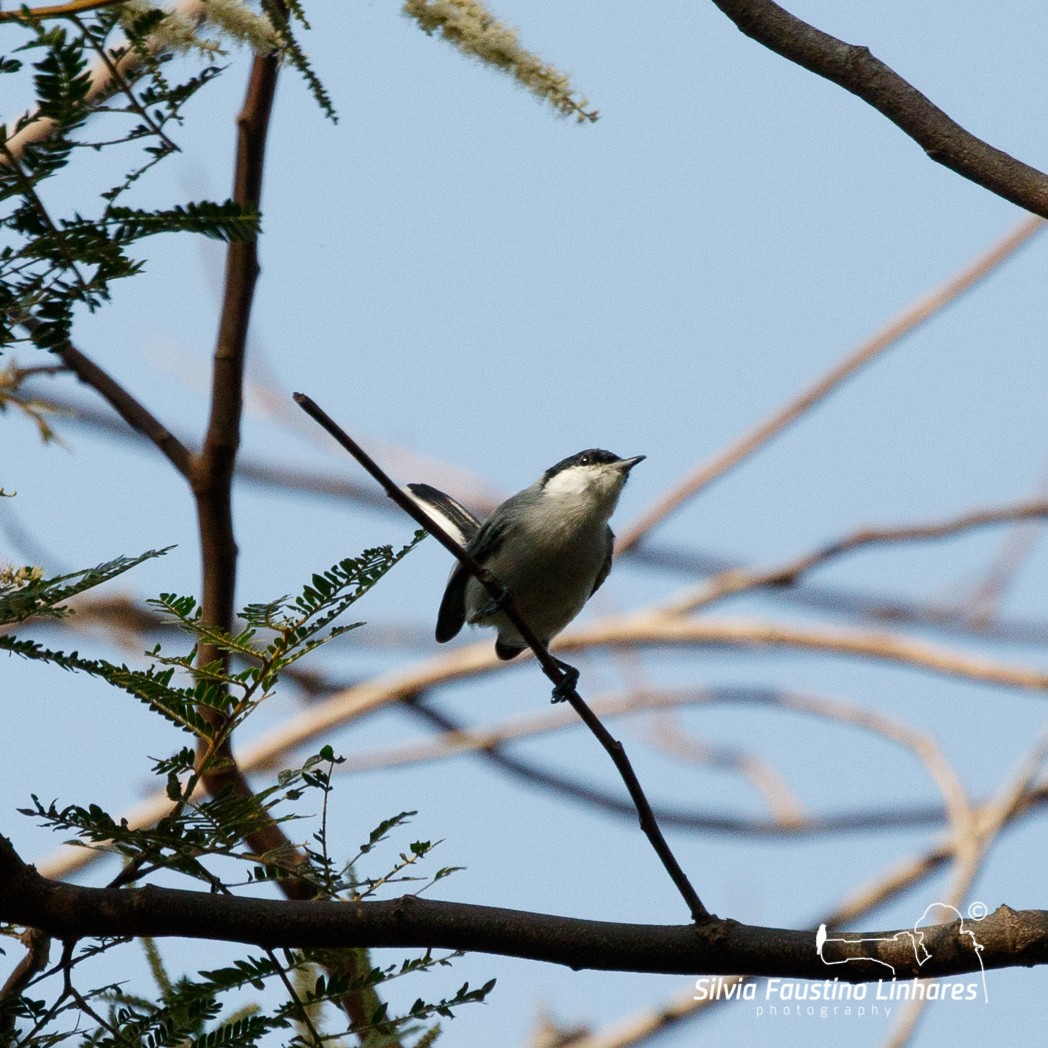 Tropical Gnatcatcher (innotata) - ML115707211