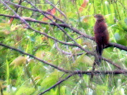 Lesser Coucal - ML115708351