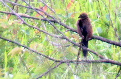 Lesser Coucal - ML115708371