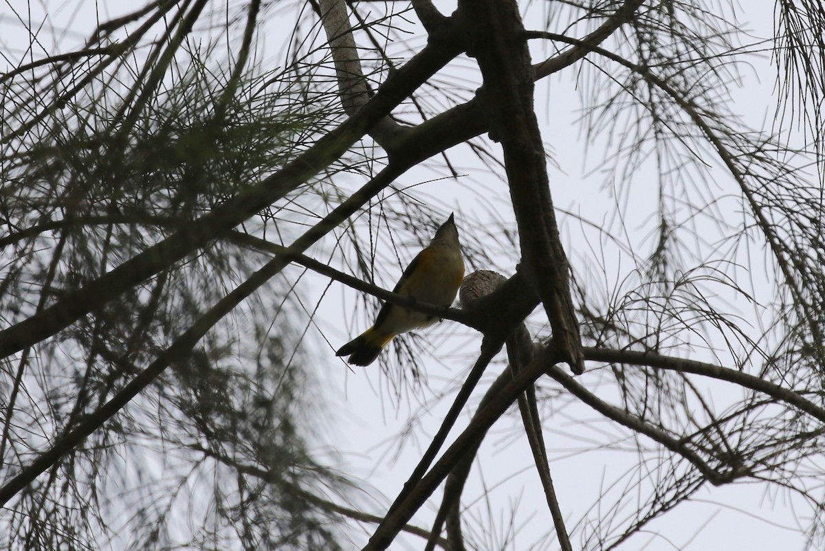 Paruline flamboyante - ML115709101