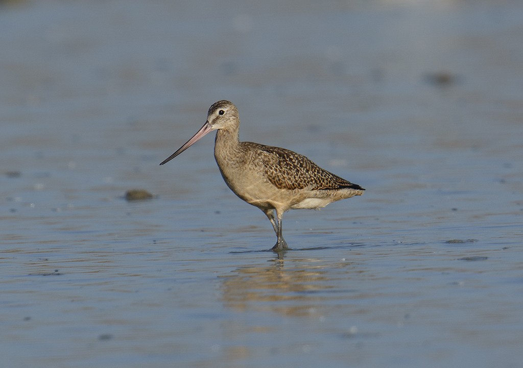 Marbled Godwit - Gary Woods