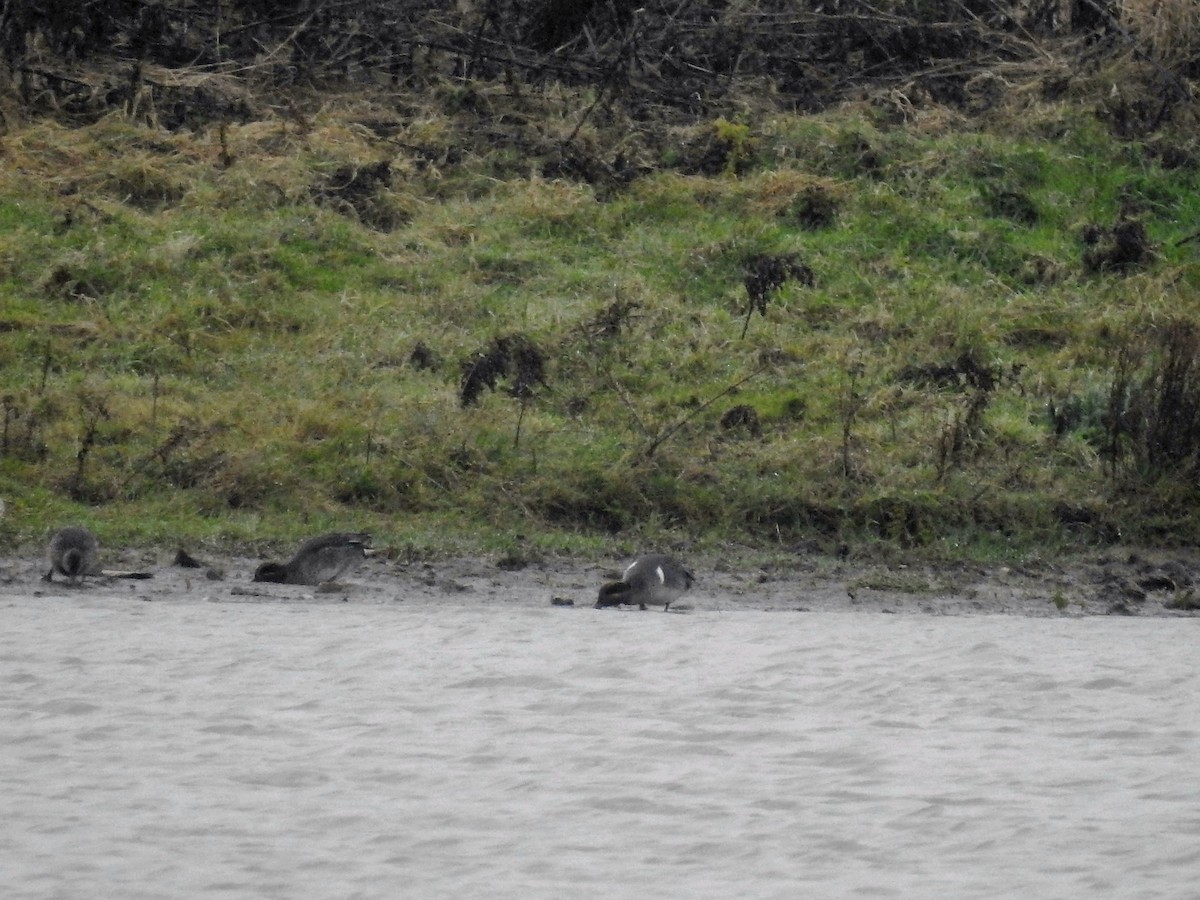 Zertzeta arrunta (amerikarra) - ML115709661